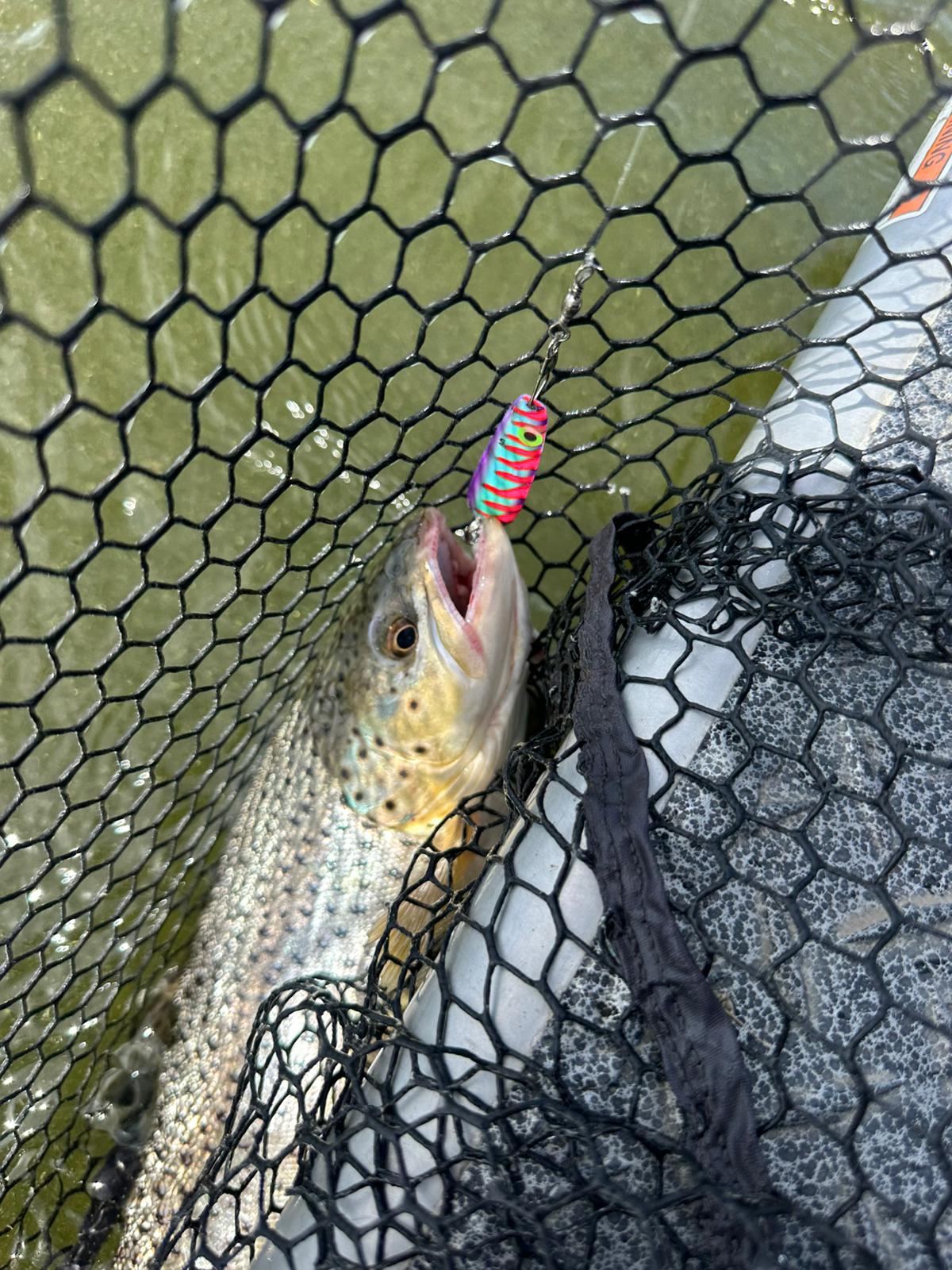 May 26 Fishing Report - Bridgeport Reservoir