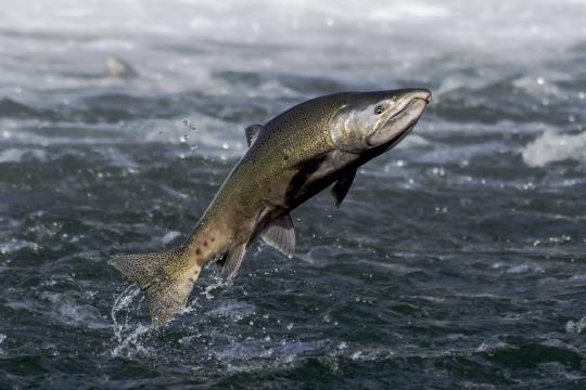 Salmon
