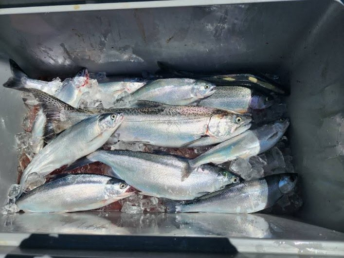 Lake Camanche Fishing Report