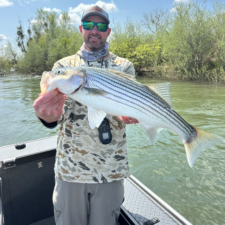 Striped Bass