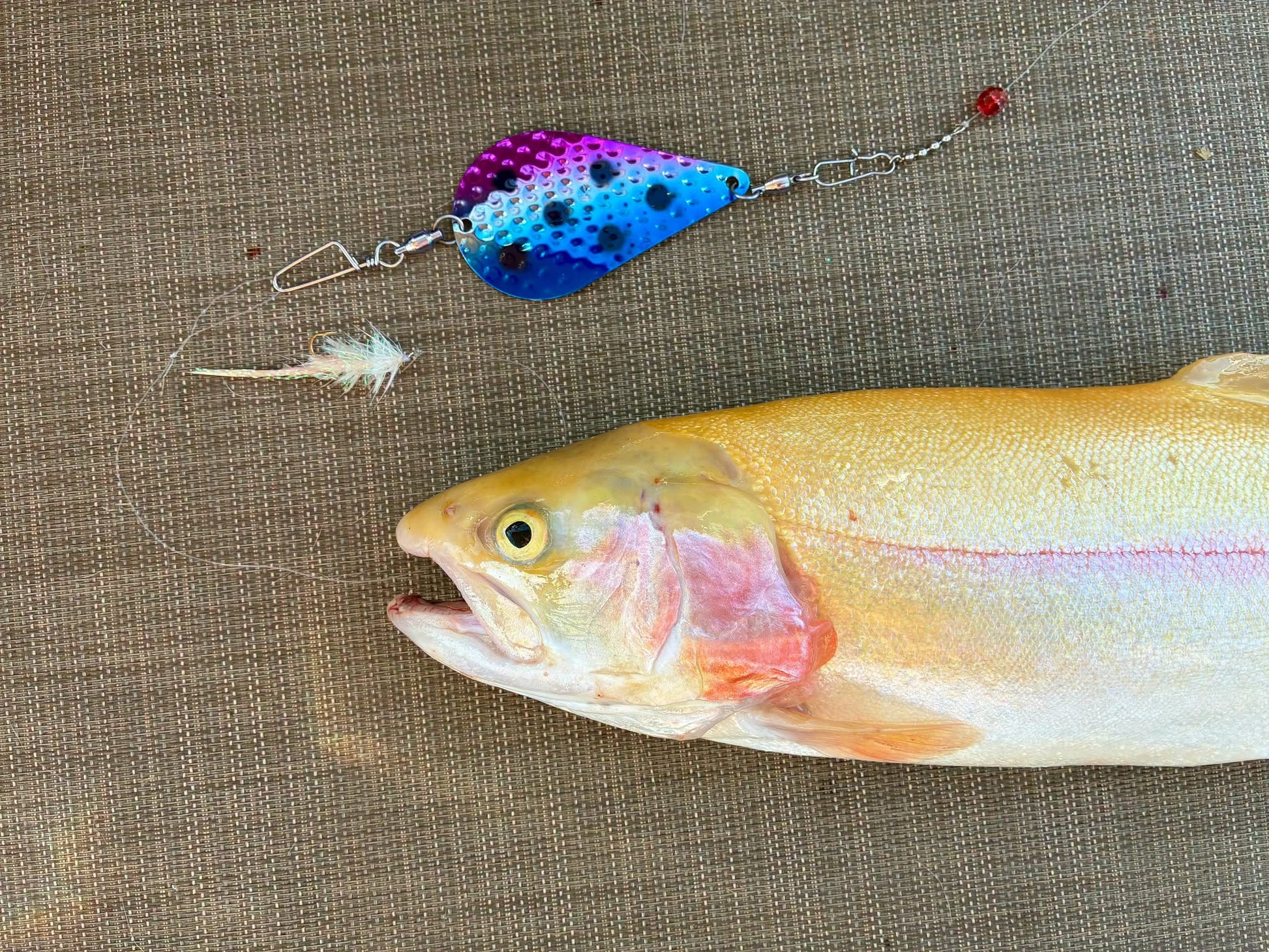 Trigger Dodger 3.5" - Kokanee & Trout Dodger for king salmon, kokanee, landlocked salmon - Catch America product image