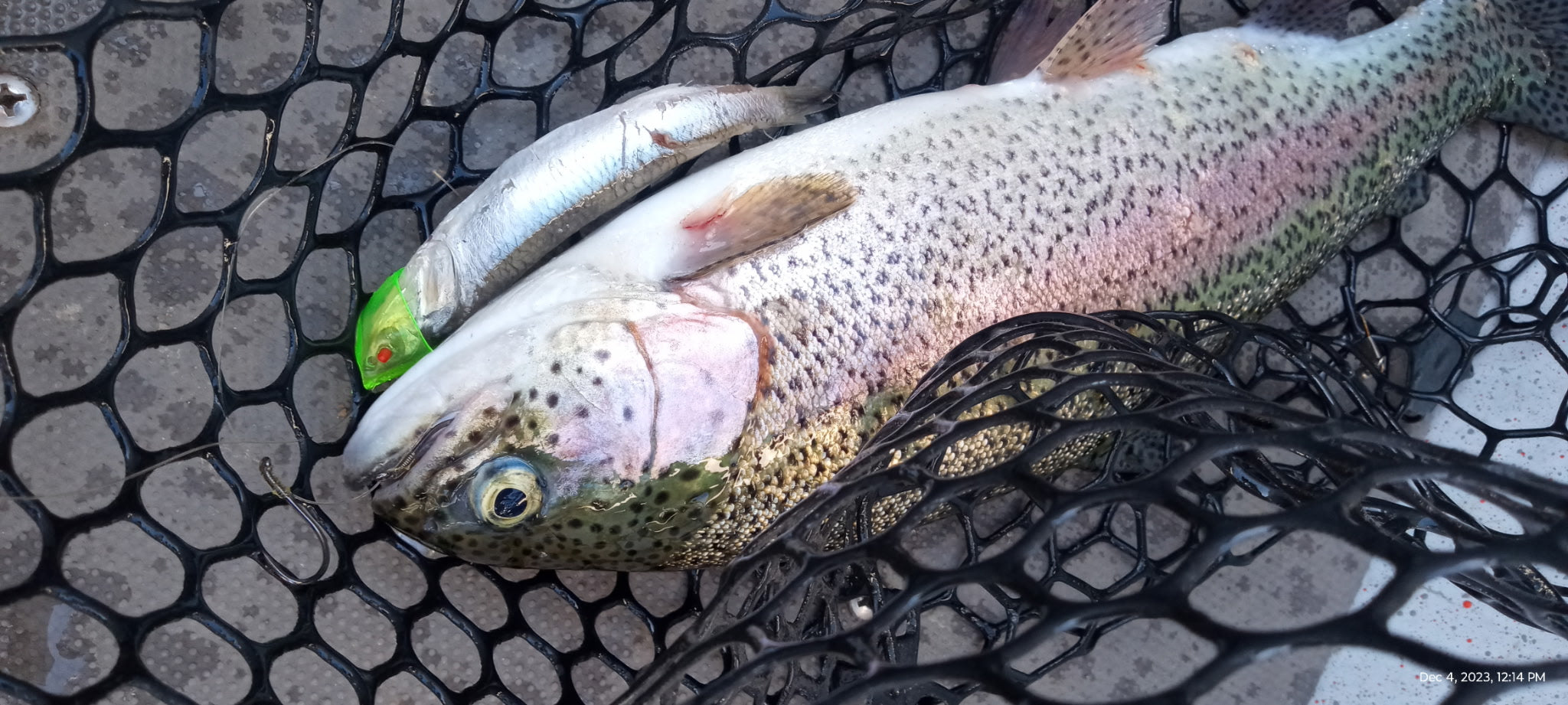 Anchovy Bait Head - 2 Pack