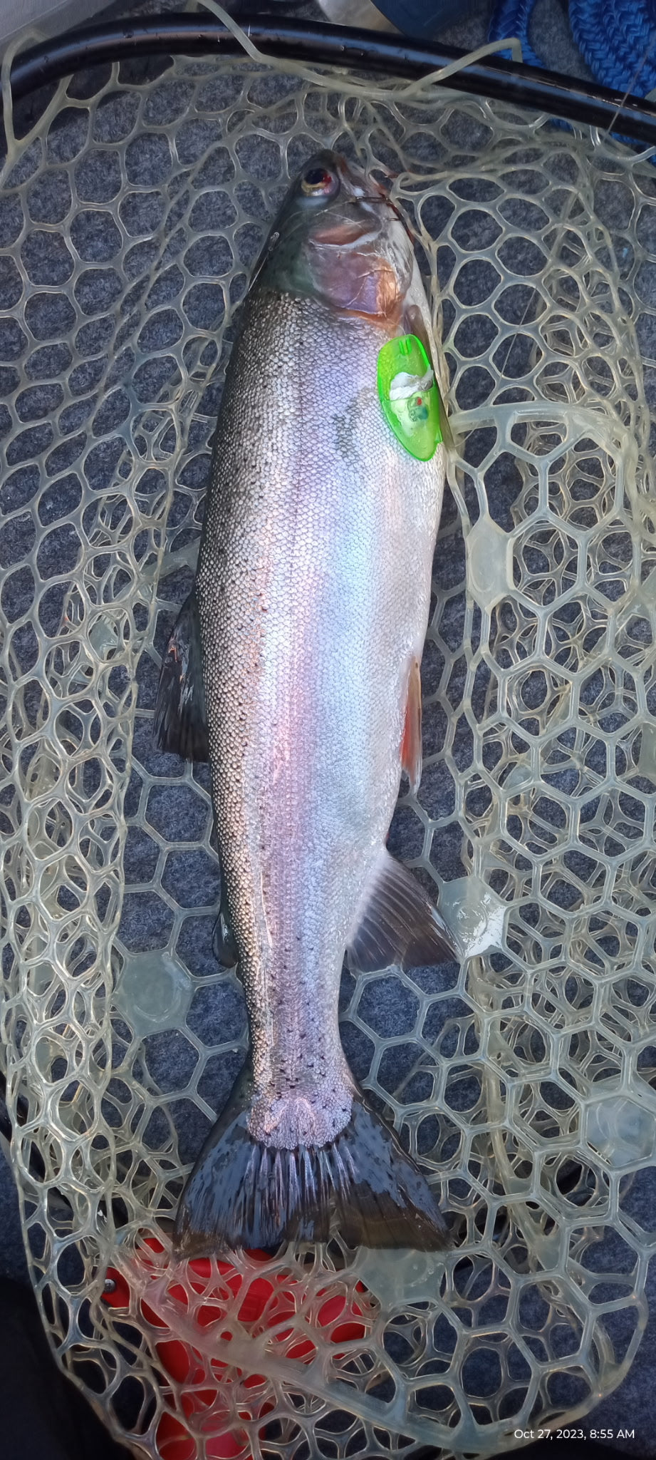 Anchovy Bait Head - 2 Pack