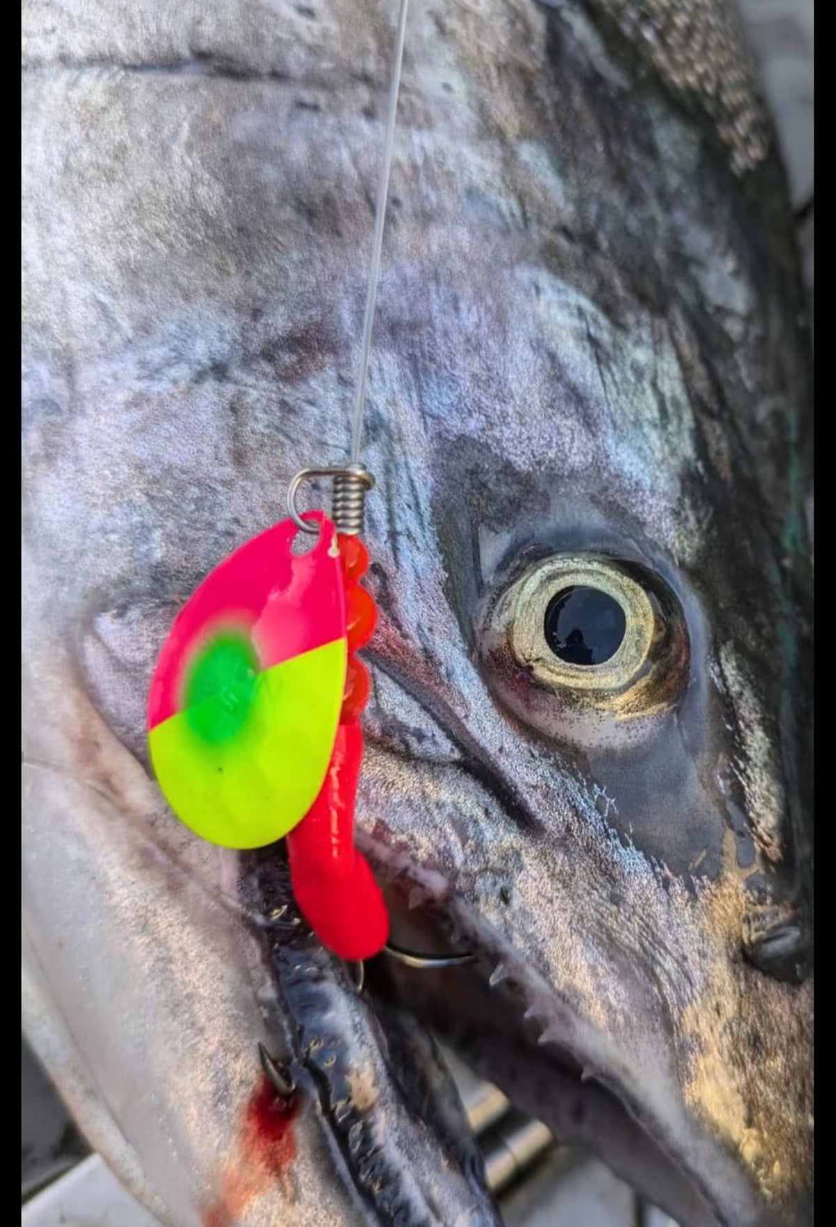 Simon Mono Spinners - Soft Salmon Spinner for king salmon, river salmon, salmon - Catch America product image