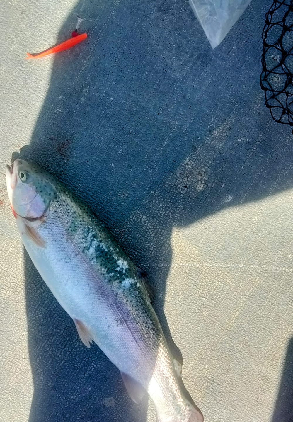 Trix Minnows - 5 pack