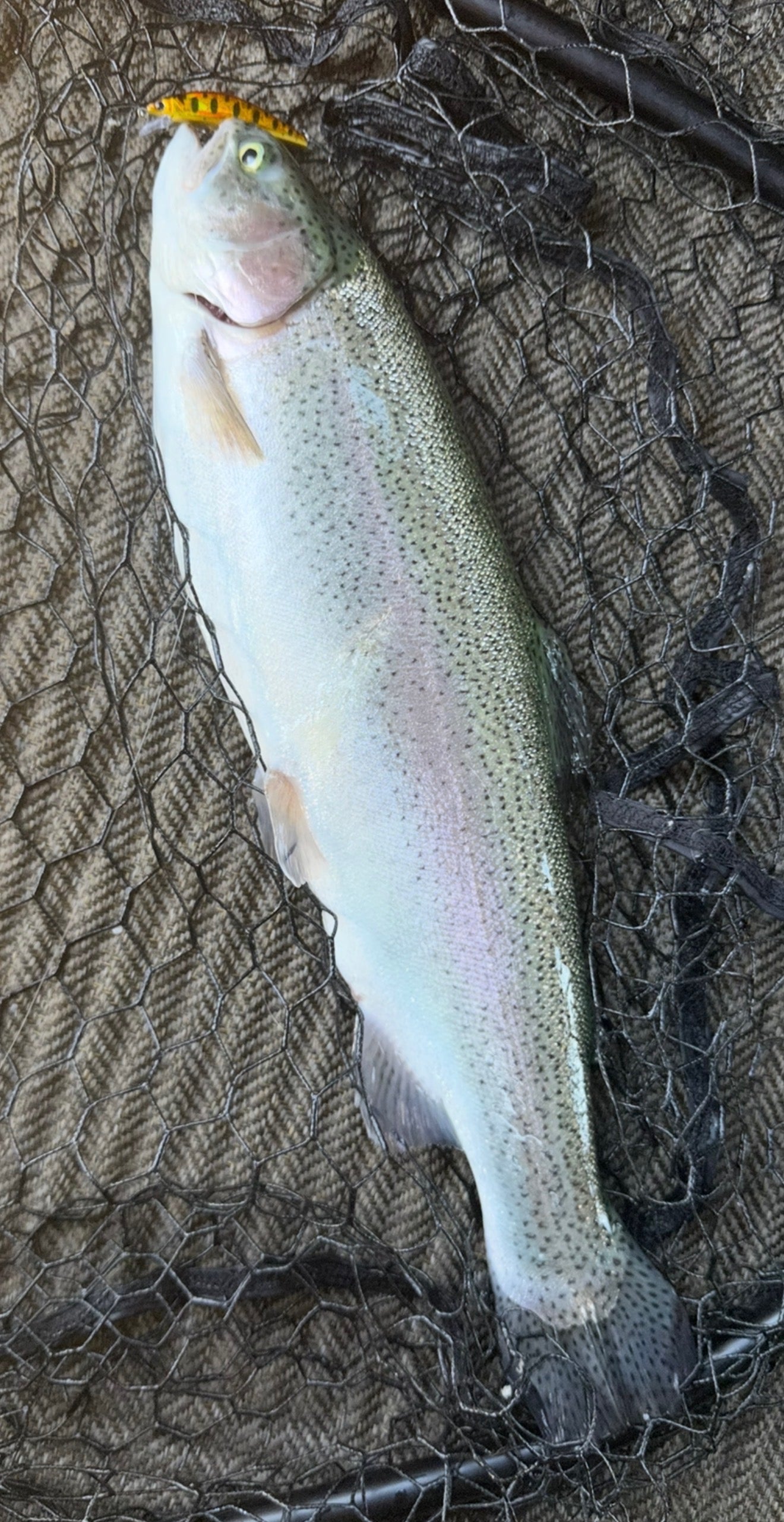 Dart Shad 1 7/8" Hard Bait