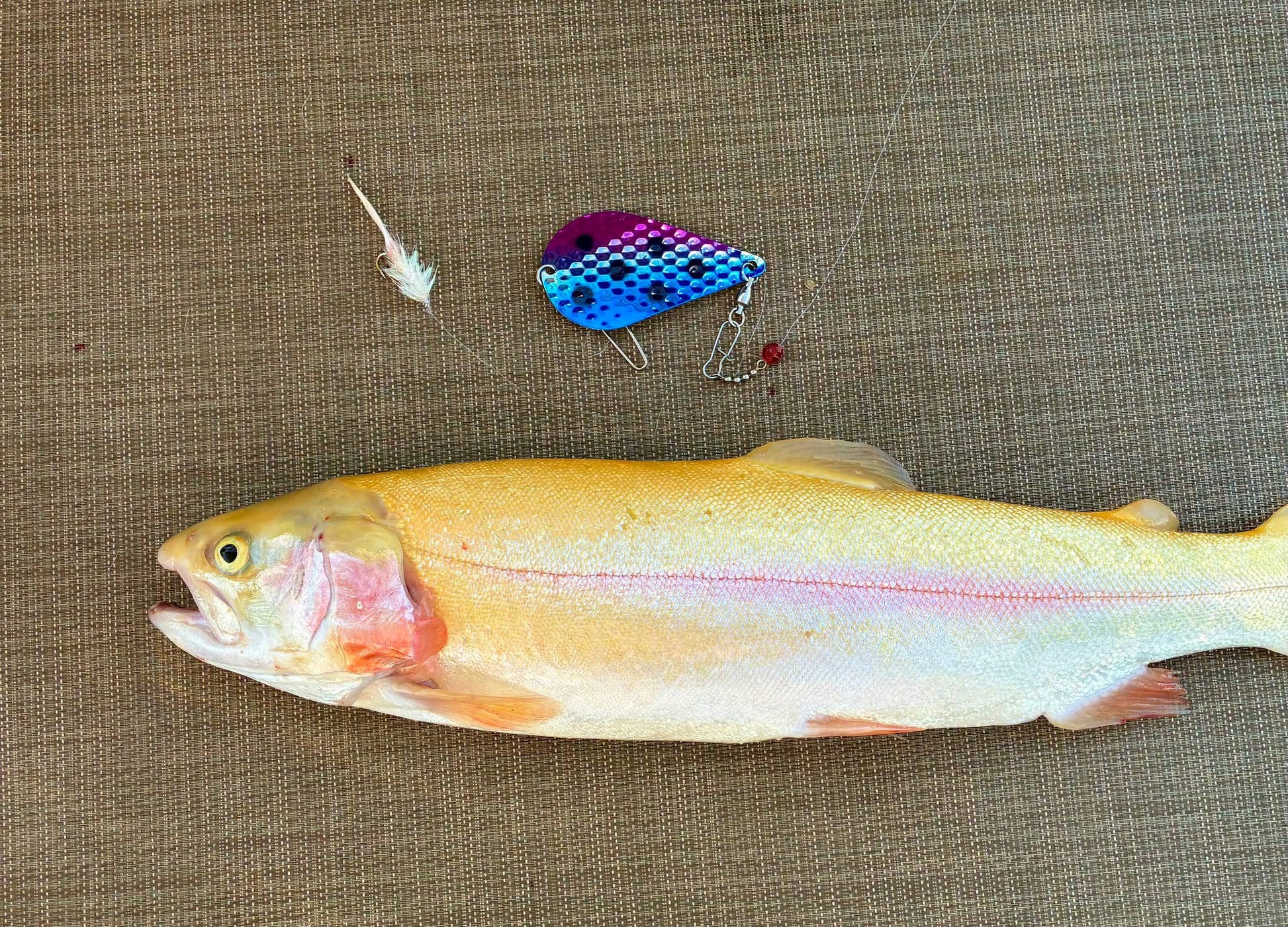 Trigger Dodger 3.5" - Kokanee & Trout Dodger for king salmon, kokanee, landlocked salmon - Catch America product image