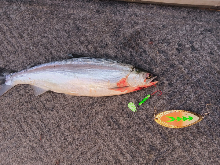Uncle Larry's UV Glow Tiger Spinners for king salmon, kokanee, landlocked salmon - Catch America product image