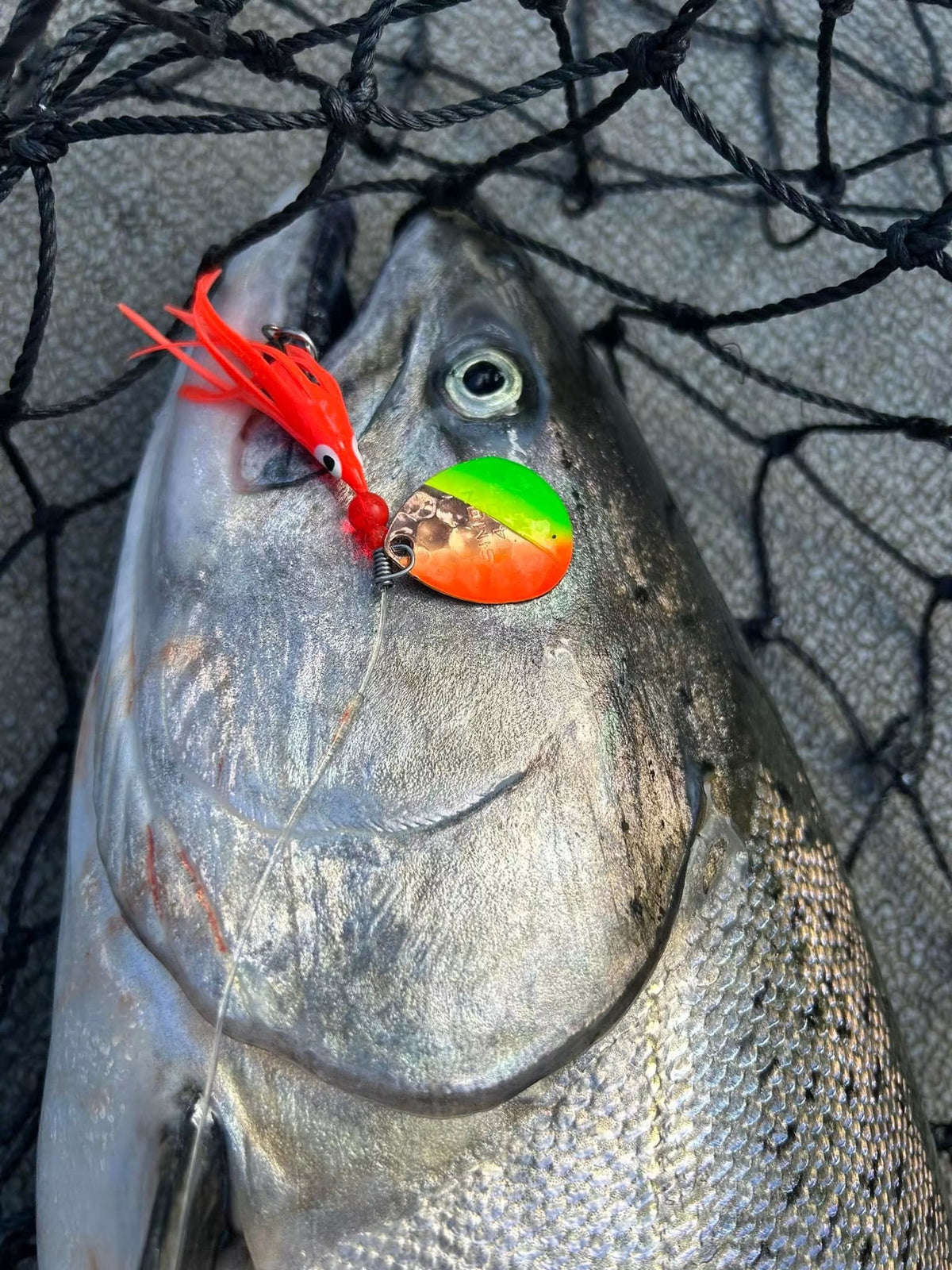 Simon Mono Spinners - Soft Salmon Spinner for king salmon, river salmon, salmon - Catch America product image