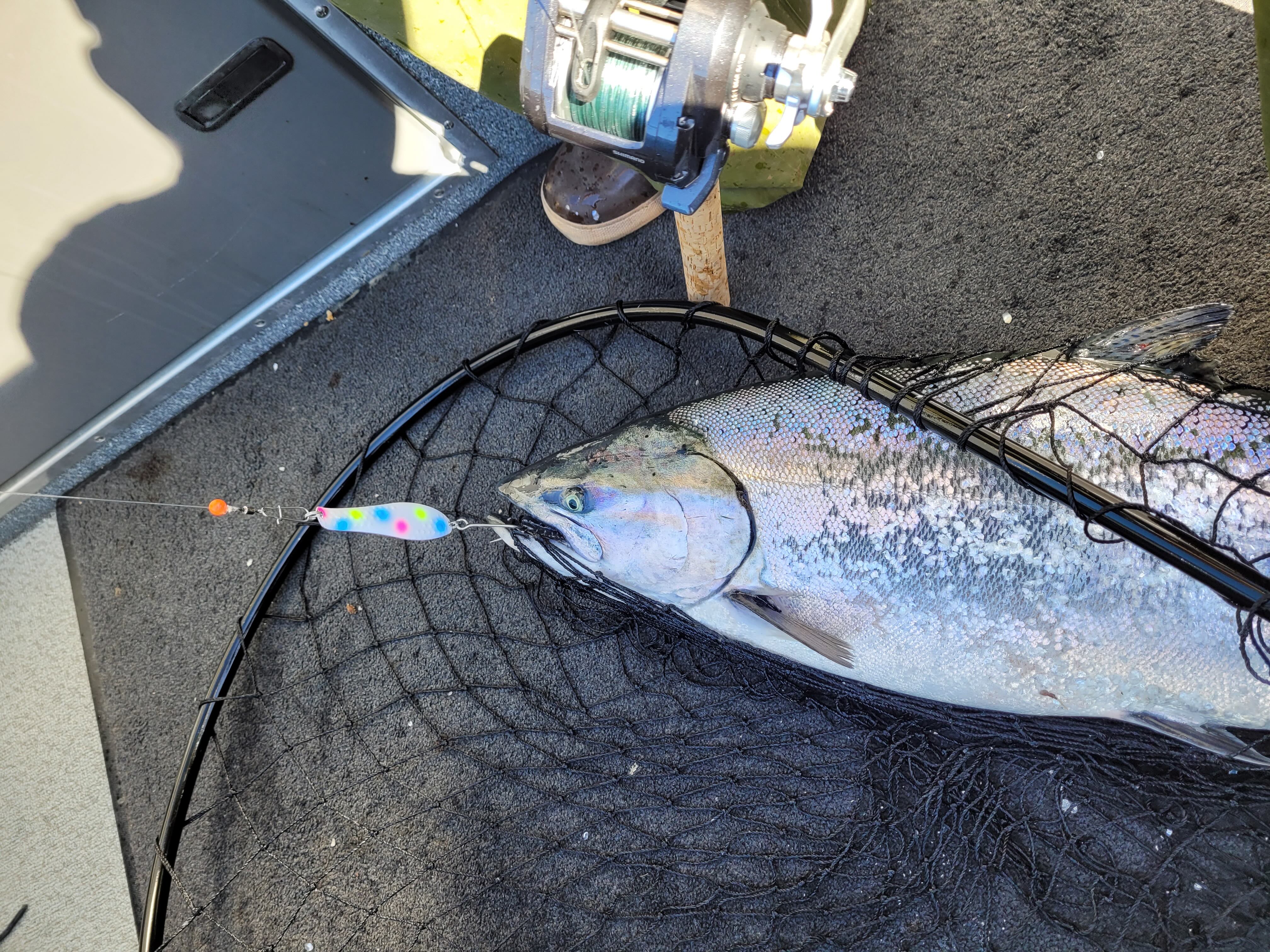 Optimizer Size 3 3.625" - Trout & Salmon Trolling Spoon