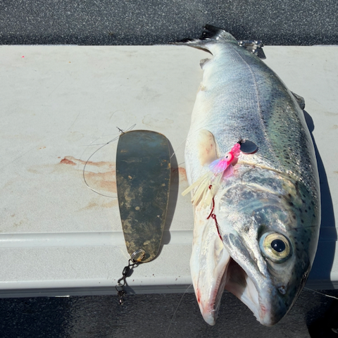 Wing Hoochies 2" - Trout & Landlocked King Squid for king salmon, landlocked salmon, trout - Catch America product image