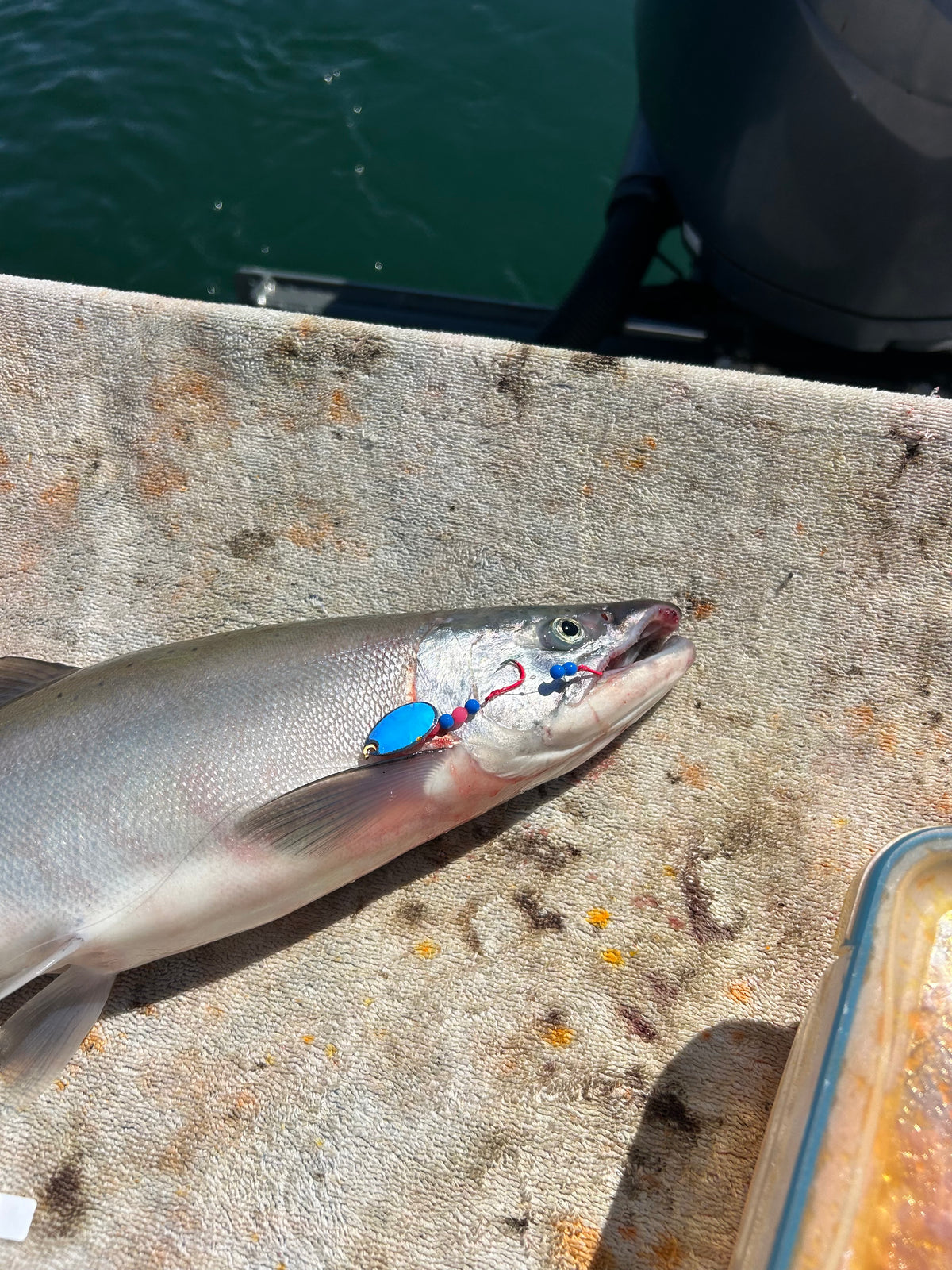 Big Nate's UV Glow Promise Spinner - Kokanee & Trout Spinner