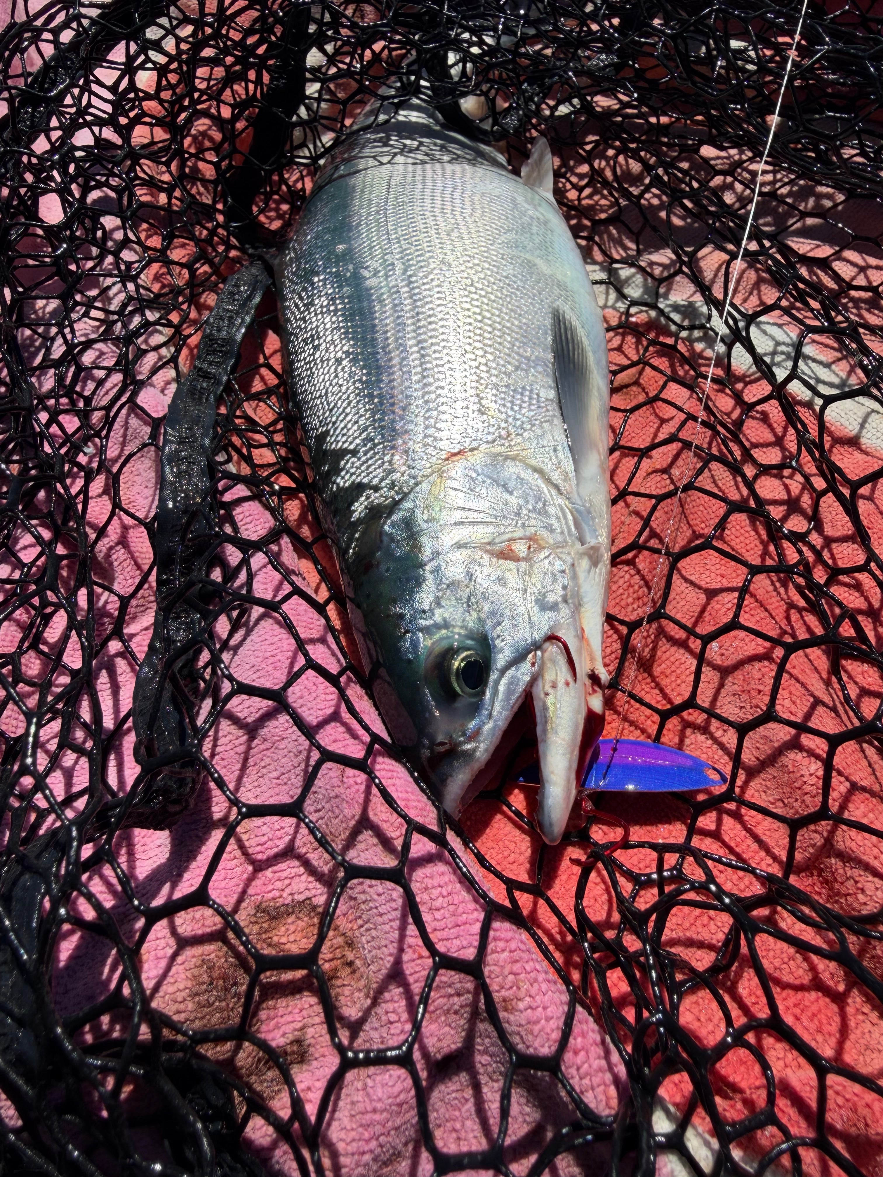 X-Pex 1.75" - Kokanee & Trout Trolling Lure