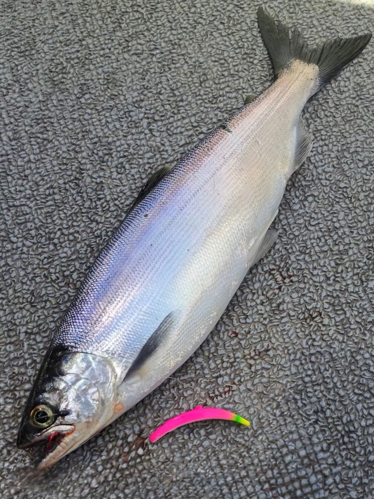Hawken Simon Hot Tails - Kokanee & Salmon - 2 Pack for king salmon, kokanee, landlocked salmon - Catch America product image