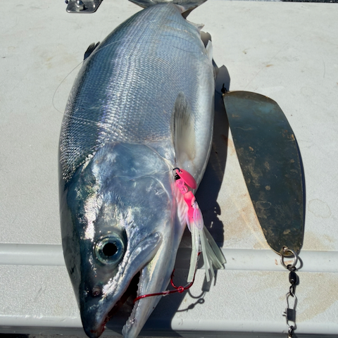 Wing Micro Hoochies 1.5" - Kokanee & Trout Squid