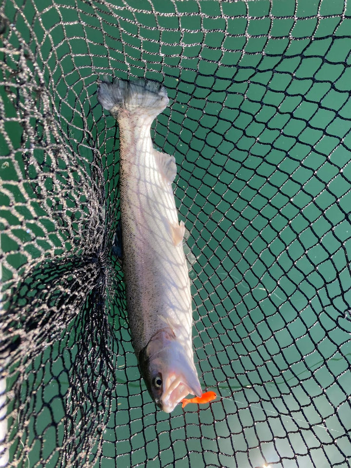 Trix Minnows 3" - Trout Soft Bait - 5 Pack for king salmon, salmon, trout - Catch America product image