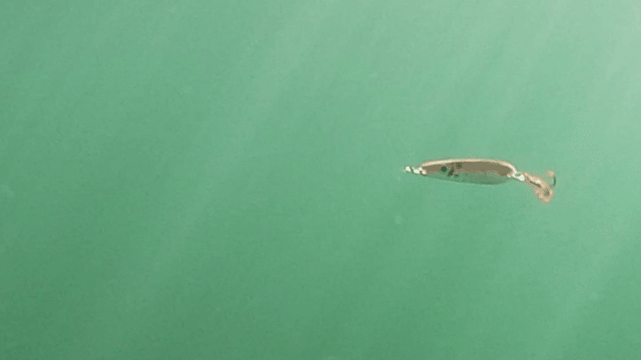Trigger Spoon 2.25" - Trout & Landlocked Salmon for king salmon, landlocked salmon, trout - Catch America product image