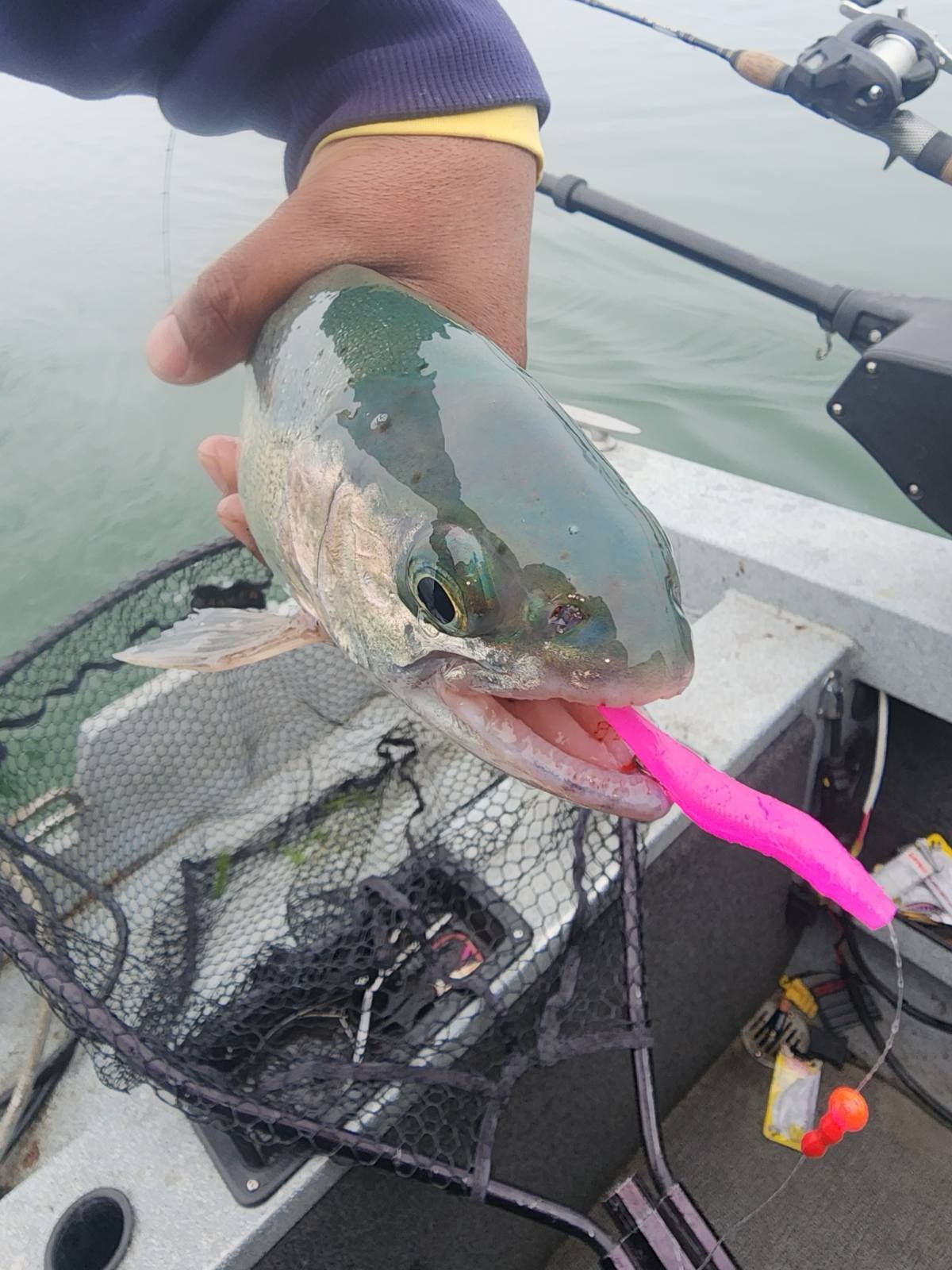 Trix Minnows - 5 pack