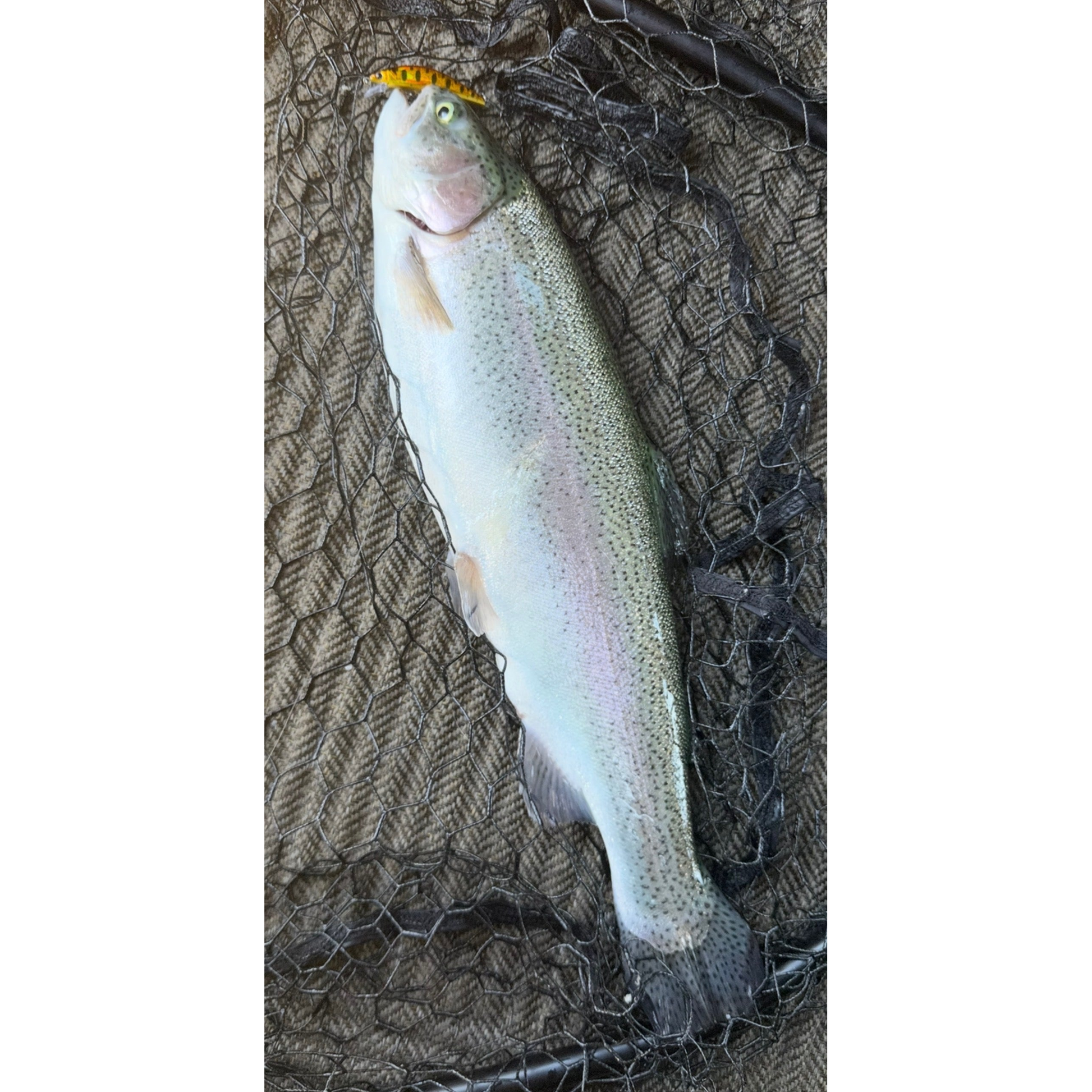 Dart Shad catch photo - square image