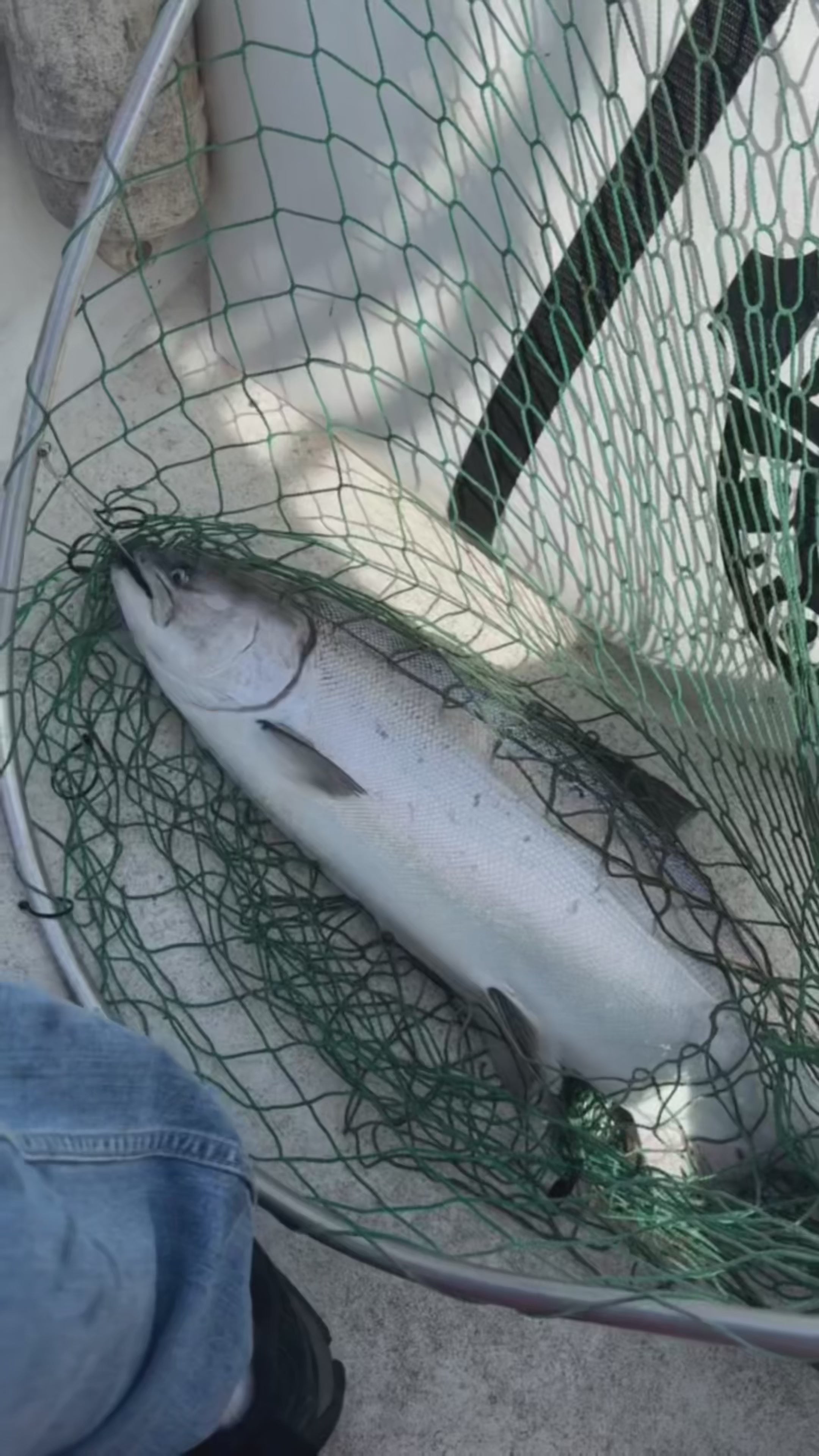 Load video: Optimizer Size 3 3.625" - Trout &amp; Salmon Trolling Spoon