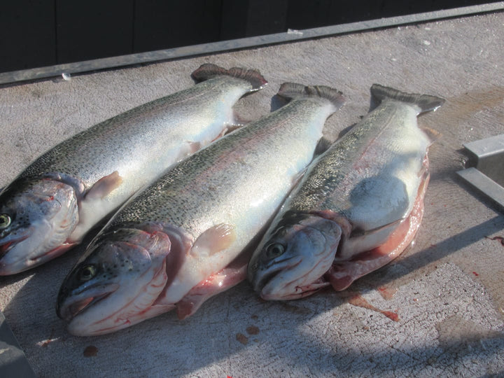 Trix Minnows 3" - Trout Soft Bait - 5 Pack for king salmon, salmon, trout - Catch America product image