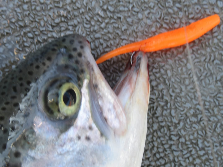 Trix Minnows 3" - Trout Soft Bait - 5 Pack for king salmon, salmon, trout - Catch America product image